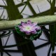 Растение Uniel UL-00011601 WATERLILY