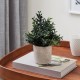 Растение в горшке (180x230) Chitose 428028