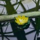 Растение Uniel UL-00011600 WATERLILY