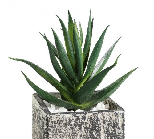 Растение в горшке (95x95x130) Chitose 428008