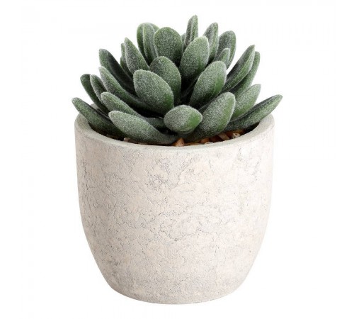 Растение в горшке (80x110) Chitose 428011