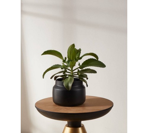 Кашпо (210x155) Parkent 428145